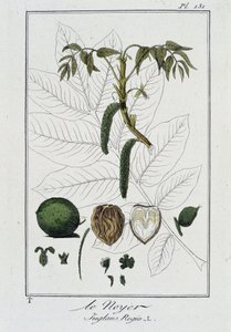 Le Noyer (Juglans Regia) - J.C. Philibert, imp. Crapelet, Paris by Unknown artist