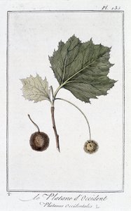 Batı Düzlemi (Platanus occidentalis) - JC Philibert, Imprimerie de Crapelet, Paris tarafından düzenlenen “Tüccarların kullanımı için botanik egzersizleri” bölümünde by Unknown artist