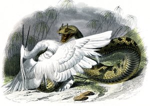 Le ceraste (Vipera cerastes) - Doğa Tarihinden Plaka, Bernard Germain de Lacepede (1856-1925), baskı P.Furme, Paris by Unknown artist