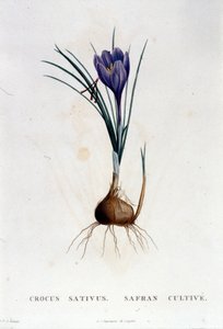 Botanique di J. Rousseau'dan sonra safran (Crocus sativus), Paris 1822. by Unknown artist