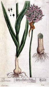 Pırasa - botanik kurulu by Unknown artist