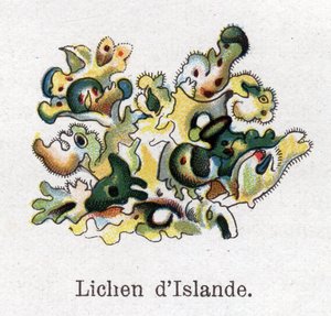 Tıbbi ve gıda botanik bitkileri: İzlanda likeni. Gravür, Friedrich Eduard Bilz (1842-1922) tarafından "" La ilaç naturelle" by Unknown artist