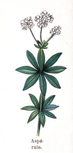 Tıbbi ve gıda botanik bitkileri: asperula. Gravür, Friedrich Eduard Bilz (1842-1922) tarafından "" La ilaç naturelle" by Unknown artist