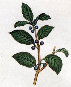 Tıbbi ve gıda botanik bitkileri: cehri. Gravür, Friedrich Eduard Bilz (1842-1922) tarafından "" La ilaç naturelle" by Unknown artist