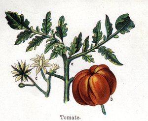 Tıbbi ve gıda botanik bitkileri: domates. Gravür, Friedrich Eduard Bilz (1842-1922) tarafından "" La ilaç naturelle" by Unknown artist