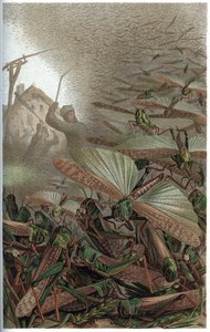Göçmen Çekirge - Göçmen çekirge (Locust migratoria) - Alfred Edmund Brehm