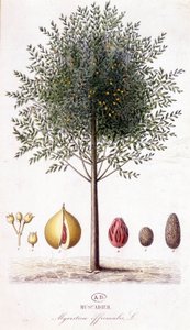 Myristica fragrans - Muscadier (Myristica officinalis). botanik kurulu by Unknown artist