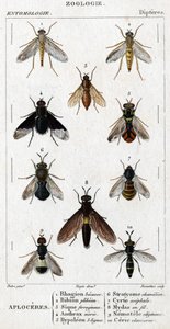 Doğal tarih panosu. Entomoloji. Dipter ailesi. Aploceres: 1. Rhagion kayını; 2. Plebeien biyonu; 3. Ferruginous Sic; 4 Şarbon morio; 5. Hypoleon 63 satır; 6. Stratyome bukalemun; 7; Cyrte asefal; 8. Teldeki Mydas; 9. Faydalı nemotel; 10.klavikorn ce by Unknown artist