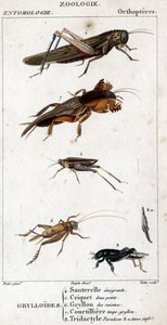 Doğal tarih panosu. Entomoloji. Ortopter ailesi. Grylloides: 4. Göç eden çekirge; 5. Çekirge iki nokta; 6. Mutfaklardan Gryllon; 7. Gryllon köstebek suyu; 8. Tridaktil paradoksu; 8a. alt tarsus. by Unknown artist