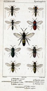 Doğal tarih panosu. Entomoloji. Hymenopteres ailesi. Antofiller: 1. Hayırsever taç; 2. Scoile 4 nokta; 3. Crabron taraması; 4 Melline ruficorne. Chryside: 5. Lucidulous Chryside; 6. Beyin Omalum; 7. Parnope eti. Pterodiples: 8. ortak alan; 9. Masar by Unknown artist