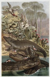 Nil Timsahı - Nil timsahı (Crocodylus niloticus) - Alfred Edmund Brehm