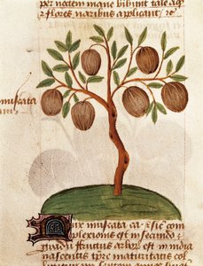Hindistan cevizi, Şifalı bitkilerin tanımı ve nasıl hazırlanacağı. Pedanius Dioscorides'in "Bitkiler üzerine inceleme" (Tractatus de herbis) el yazmasından bir sayfa by Unknown artist