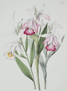 Orkide: "Sertum Orchidaceum" dan Sobralia liliastrum by Unknown Artist