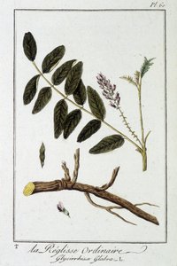 Sıradan sıvı (Glycyrrhiza glabra) - J.C. Philibert, Imprimerie de Crapelet, Paris tarafından düzenlenen “Tüccarların kullanımı için botanik egzersizleri” bölümünde by Unknown artist
