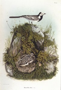 Ornitoloji: yavrularının yuvasına yakın gri bir bergeronnet (motacilla alba). 19. yüzyıl zooloji kurulu by Unknown artist