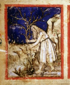 Bir İncil el yazmasının sayfası. Nuh'un bitki yaşamı. Kodeks 212'den minyatür (veya padovano kodu veya Padua İncili) 1390-1400 Rovigo, Accademia dei Concordi by Unknown artist