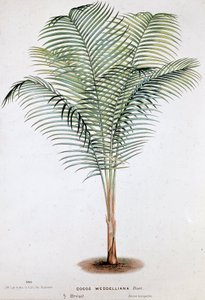 Palm Cocos Weddelliana (Brezilya) - Botanik kurulu by Unknown artist