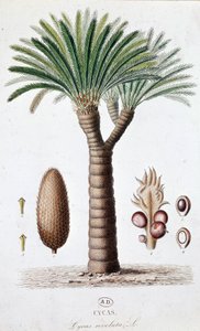 Palm Cycas Revoluta - Botanik kurulu by Unknown artist