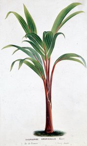 Palm Hyophorbe Amaricaulis (Mauritius) - Botanik kurulu by Unknown artist