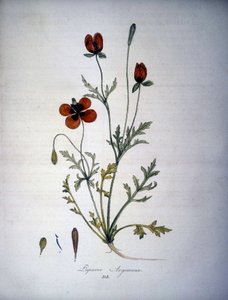 Papaver Argemone (Haşhaş argemonunun çiçeği ve bitkisi). 19. yüzyıl herbaryumu. by Unknown artist
