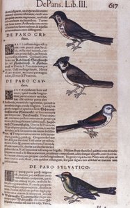 Passereaux in Historia Animalium, Conrad Gesner (1516 - 1565), Tiguri by Unknown artist