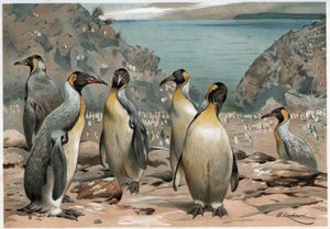 Penguenler - A E Brehm, Torino tarafından “” Hayvanların yaşamı ””nda by Unknown artist