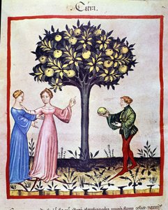 Sedir toplama, cedratier meyvesi. İlaç ve diyetetik sağımlarından aydınlatma “” Tacuinum sanitatis”” by Unknown artist