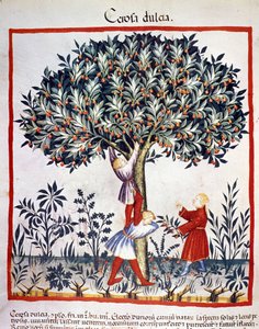 Kiraz toplamak. İlaç ve diyetetik sağımlarından aydınlatma “” Tacuinum sanitatis”” by Unknown artist