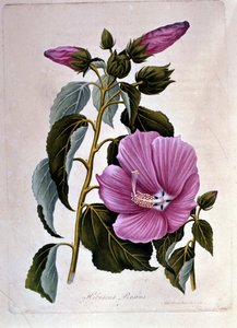 Pembe ibiskus. Botanik kurulu. Oymak. by Unknown artist