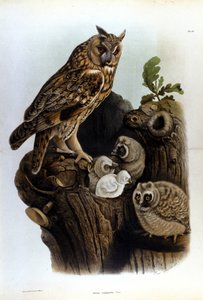Yuvanın yakınında bir baykuş ailesini temsil eden plaka. by Unknown artist