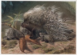 Girit domuz eti destanı (pork-destanı) - Tepeli kirpi (Hystrix cristata) - Alfred Edmund Brehm