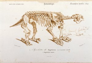Tarih öncesi: megatherium iskeleti (fil ailesinin karasal tembel) memeli fosili. Bay Charles D