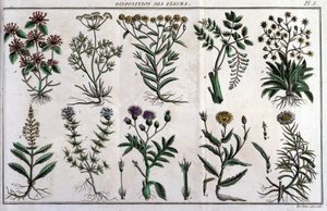 Çiçeklerin hükümleri: "" içinde Flora Françoise veya Fransa