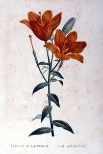 Kırmızı soğanlı zambak. 19. yüzyıl gravürü. by Unknown artist
