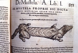 Conrad Gesner (1516 - 1565), Tiguri tarafından Historia Animalium'da gelincikle ilgili bir mustellanın (mustelid ailesi) temsili by Unknown artist