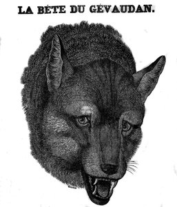Bete du Gevaudan