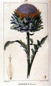 Ortak enginar temsili. Botanik kurulu. 19. yüzyıl. by Unknown artist