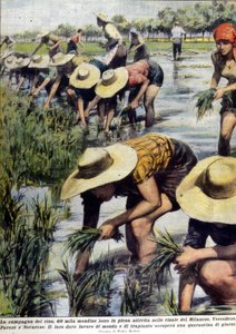1954'te Milano yakınlarında yeniden pirinç ekimi. by Unknown artist