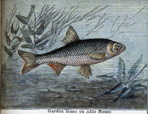 Roach beyaz veya güçlü rosse. by Unknown artist