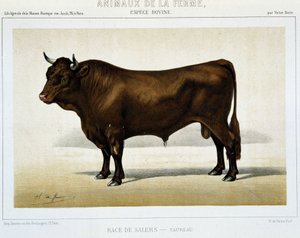 Salers Irk Toros - “” Çiftlik Hayvanları”nda by Unknown artist