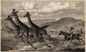Samuel W. Baker, Yukarı Nil bölgesinde Orta Afrika