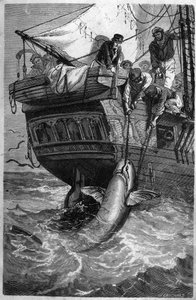 Köpekbalığı balıkçılığı. (Pesca allo squalo) 19. yüzyıl gravürü. Özel koleksiyon. by Unknown artist