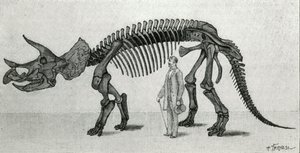 Bir Triceratops prorsus iskeleti by Unknown artist