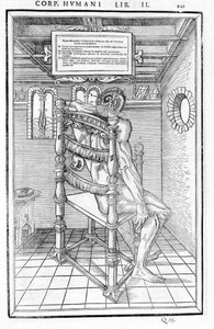 Kafatası kesimi. "İnsan vücudunun üç bölümünün diseksiyonu..." Anatomik panosu Carlo Stefano Riverio, Paris 1545 by Unknown artist