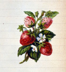 Çilekler. 19. yüzyıl kromolitografisi. by Unknown artist