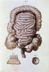 İnsan bağırsağı (bağırsak), oniki parmak bağırsağı ve ince bağırsak çalışması (gravür by Unknown artist
