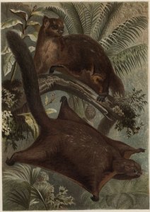 Taguan (Uçan sincap) (Sciuridae familyası) - Sincap (uçan sincap) - Alfred Edmund Brehm