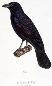 Corbine Raven - doğal tarih tahtası by Unknown artist