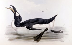 Dev Penguen (Alca Impennis) - içinde Avrupa'nın kuşları” John Gould, Londra by Unknown artist