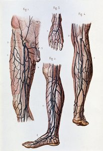 Bacaklardaki ve ayaktaki kan dolaşım sistemi (gravür by Unknown artist